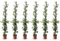 Sunny Tree - 6 pcs Jasmin - Toskanische Jasmin - Trachelospermum Jasminoides - 120 cm - Kletterpflanze - Winterhart - A+
