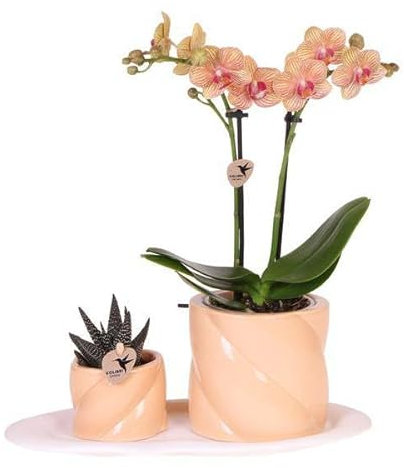 Pianta verde con orchidea Phalaenopsis arancione in vasi decorativi di caramelle su vassoio bianco biologico – Pianta d'appartamento – Set di piante