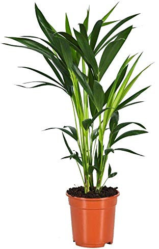 Kentia-Palme, (Howea Forsteriana), wunderschöne Zimmerpflanzepalme, sehr pflegeleicht (ca. 80cm hoch, im 17cm Topf)