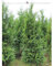 Thuja plicata Atrovirens 80-100 cm. 15 Bäume. Immergrüne & Winterharte Hecke