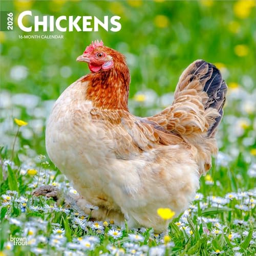 Chickens – Hühner 2026 – 16-Monatskalender: Original BrownTrout-Kalender [Mehrsprachig] [Kalender] (Wall-Kalender)