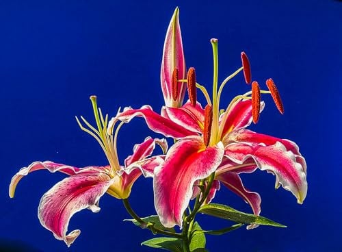 Lily Hardy Perennial,Lily Plants UK, Excellent Display-10bulbs-F