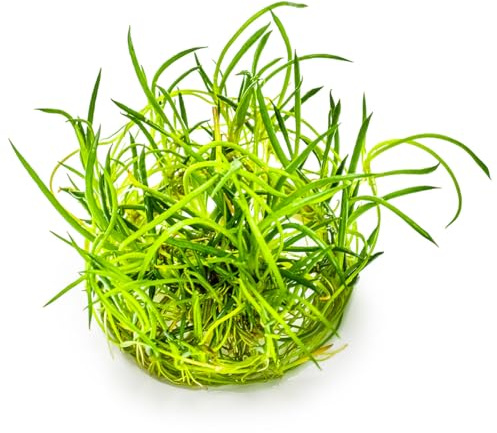 WASSERPFLANZEN WOLFF - 2er-Set Strandling/Littorella uniflora im 9x9cm Topf – Winterhart & Immergrün – Ideale Pflanze für die Flachwasserzone & den Teichrand – Robuster Bodendecker