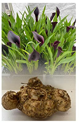 1 Zantedeschia Odessa (Arum) Lily Bulbs/Rhizomes Almost Black Summer Flowering Perennial : - by GARTHWAITE NURSERIES® : - UK Stockist