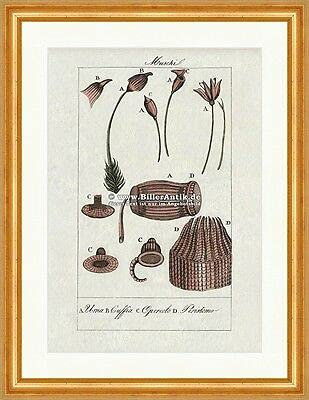 Kunstdruck Chalice Cap Lid Peristem Urna Cuffia Operolo Peristemo Buffon 374 Framed