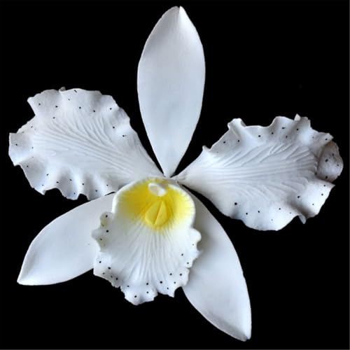 MehrjäHrig Phalaenopsis Orchideen, Ideal für Balkon & Terrasse, Exklusive Cymbidium Orchidee, Winterhart, Top QualitäT, Das Bunt Gemischte, 15zwiebelns-G