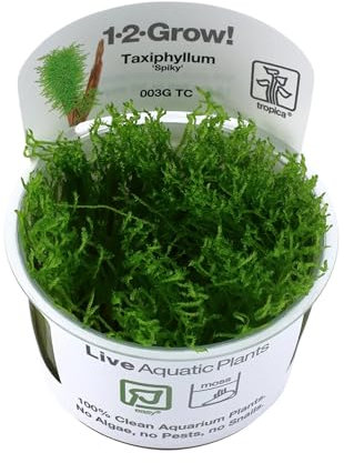 Tropica Taxiphyllum spiky 1-2-Grow!