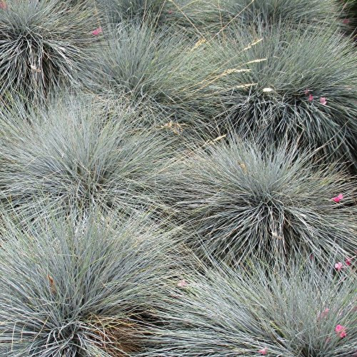 Farn 'Intense Blue' Fescue Immergrüner Strauch Gras | 9cm Topf