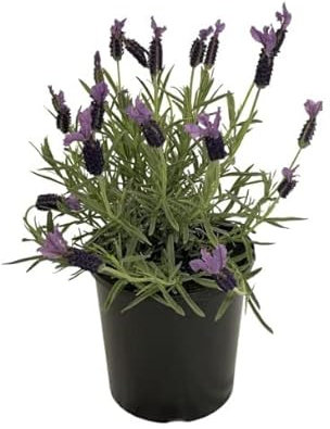 Set de Regalo de Espliego en Maceta Un Regalo Especial para Amantes de las Plantas de Lavanda y la Aromaterapia