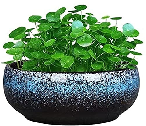 Macetas,Maceteros decorativos, Macetas,Macetas Decorativas,Maceta De Cerámica Redondas Grandes Macetas Esmaltadas Poco Profundas Decoración for Contenedor De Plantas Hidropónicas No Porosas Adecuado