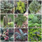 300 Pcs Tannenbaum Samen - Tannensamen Zimmerpflanzen Echt Samen Tannen Samen, Exotische Pflanzen Winterhart Bonsaibaum, Pflanzen Züchten Pflanzen Balkon, Deko Wohnzimmer Balkonpflanzen,