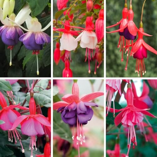 YouGarden Hardy Fuchsia Collection, Set of 6 x 9cm Potted Plants, 20cm Tall Different Varieties, Garden Ready Plants in Pots, Ready to Plant Out