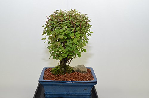 SNOW ON THE MOUNTAIN, CHANGING COLOR,BROOM STYLE, 5 YEARS OLD, FREE WATERING TRAY.
