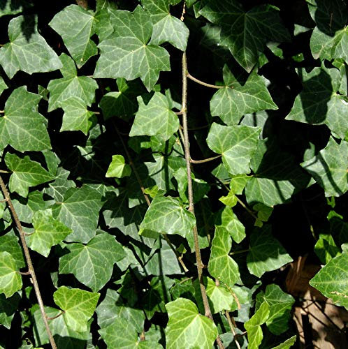 Großblättriger irischer Efeu 80-100cm - Hedera helix hibernica - Gartenpflanze