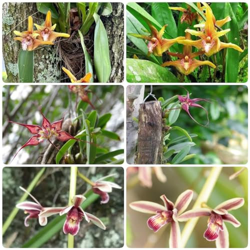 50 pcs orchideen blumen samen - balkon deko exotische orchidee,Cymbidium wildblumensamen topfpflanzen bonsai topf balkonpflanzen schmetterlingswiese bienenwiese saatgut mehrjährig