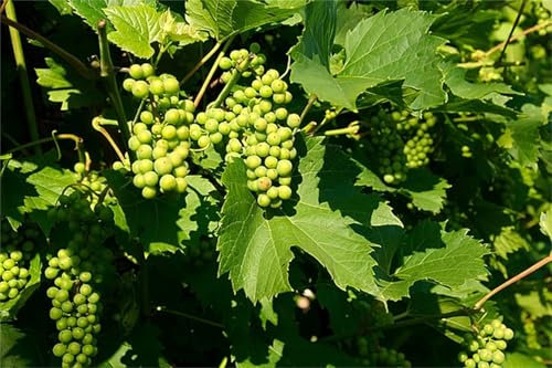 Winterhart Weintraube, Weinreben Sortiment kernlos. Kernlose Tafel-Trauben-Kollektion. Magic of Nature, Weintrauben Pflanzen, Weinrebe Qualitätspflanzen, 1zwiebeln-F