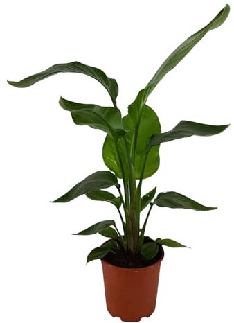 Trendyplants - Strelitzia Nicolai - Fleur d'oiseau de paradis - Plante d'intérieur - Hauteur 60-80 cm - Taille du pot Ø17cm