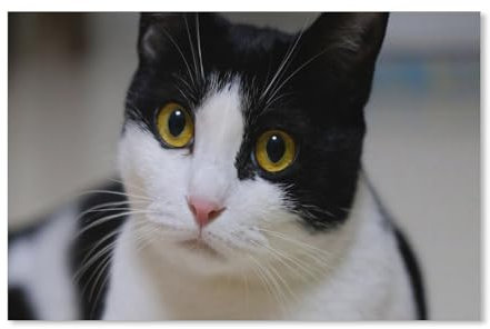 Puzzle 1000 Teile Erwachsene，Katze mit gelben Augen, schwarz weiß，Papier Puzzle（50x70cm）-105