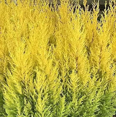 Conifer Cupressus ‘Goldcrest’ (Large) Plug Plants Pack x6