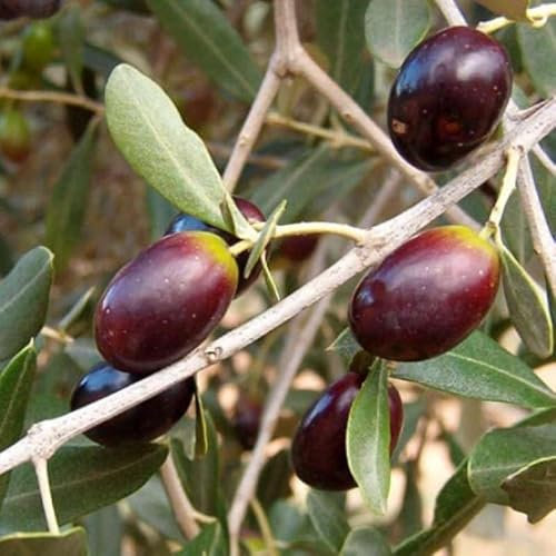Olea Europaea Leccino. Garden Talamonti.