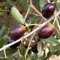 Olea Europaea Leccino. Garden Talamonti.