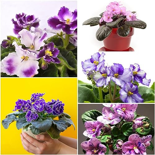 250 pezzi semi di violetta selvatica - piante giardino tetto verde prato Violetta africana, Matthiola incana, Violetta prodotti sostenibili prato fiorito fiori selvatici estate