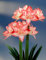 Amaryllis Zwiebel, leuchtende Blüten, Zwiebel, winterhart,Echte Hippeastrum Zwiebeln，Gartenpflanze， Exklusive Blumenzwiebeln, Topfpflanze，Garten