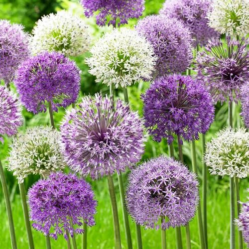 Allium Twin Towers (confezione da 10 bulbi), porro ornamentale gigante, perenne, bulbi profumati invernali dall'Olanda per il giardino, vaso (grandi, senza semi, non artificiali)
