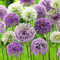 Allium Twin Towers (confezione da 10 bulbi), porro ornamentale gigante, perenne, bulbi profumati invernali dall'Olanda per il giardino, vaso (grandi, senza semi, non artificiali)