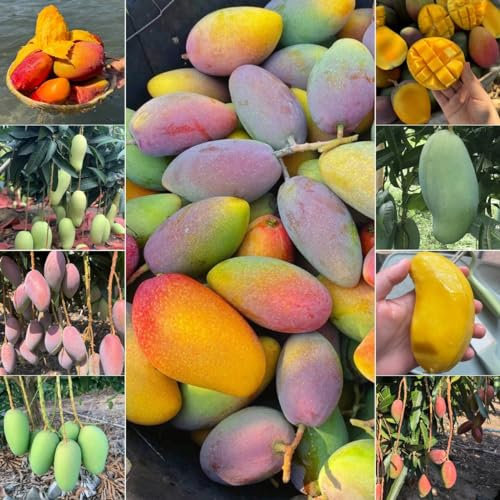 12 pcs Mango Samen Zum Pflanzen steingartenpflanzen winterhart, obstsamen Mangifera indica obstsamen zimmerpflanzen wenig lichtbedarf winterharte pflanzen für kübel, säulenobst winterharte