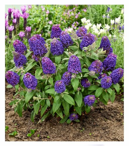 BALDUR Garten Zwerg-Schmetterlingsflieder 'Little Rockstars®' purple,1 Pflanze, mehrjährig - winterhart, pflegeleicht, bienenfreundlich, Zwerg-Flieder für Kübel, blüht monatelang, duftet herrlich