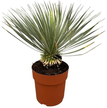 Palmlilie Yucca Rostrata auf Stiel & Terrassenpflanze Pflanze Ø30 cm 70 cm | pflegeleicht und robust, winterhart, für Beet und Kübel, bienenfreundlich