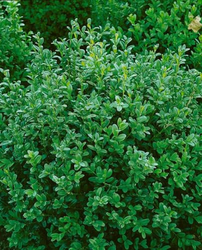 Buxus sempervirens 'Hollandia' 40-50 cm - Buchsbaum, immergrün, ideal für Hecken und Formschnitt, pflegeleicht und winterhart