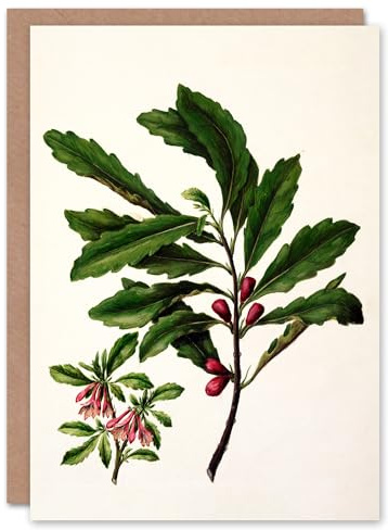 Artery8 Sarah Featon Art Card New Zealand Toropapa Flowering Plant