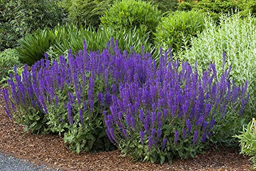 10 x Salvia sylvestris 'Mainacht' im 1 Liter Topf (Staude/Stauden/Winterhart/Mehrjährig/) Blauer Pracht-Salbei - Tolle leuchtende Blüten - Dauerblüher - sehr Bienenfreundlich - von Stauden Gänge