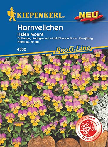 Kiepenkerl 4330, Hornveilchen Helen Mount, duftende niedrige und reichblühende Sorte, zweijährig, Höhe ca. 20cm
