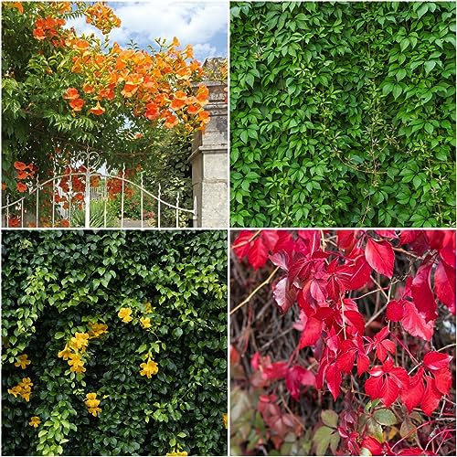 300 pcs wilder Wein pflanze winterhart samen - winterharte kübelpflanzen Creeper,Parthenocissus Quinquefolia,Parthenocissus tricuspidata balkon deko garten geschenke für frauen rankpflanzen