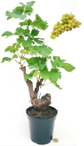 POWERS TO FLOWERS - VITE BONSAI AD UVA BIANCA ZIBIBBO (Varieta usata per passito di pantelleria), ALTEZZA 35/40CM, pianta vera