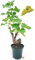 POWERS TO FLOWERS - VITE BONSAI AD UVA BIANCA ZIBIBBO (Varieta usata per passito di pantelleria), ALTEZZA 35/40CM, pianta vera