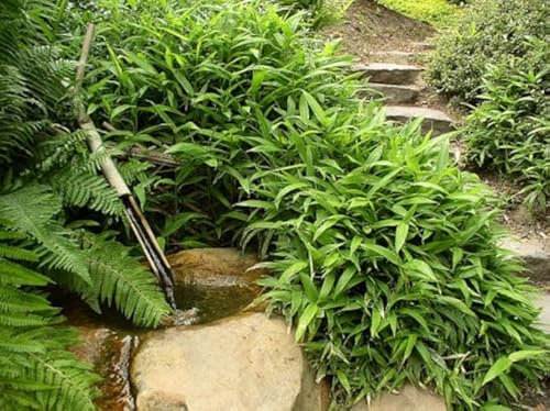 Zwergbambus Pleioblastus pumilus Sasa Pumila – 30-40 cm – Immergrün – Bodendecker & Heckenpflanze – Bambus winterhart im Topf P9