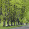 100 pz Acquista faggio comune, semi di faggio comune, Piante perenni resistenti, fioriture perenni, piante perenni, piante da siepe di faggio comune (Fagus sylvatica) semi, semi di