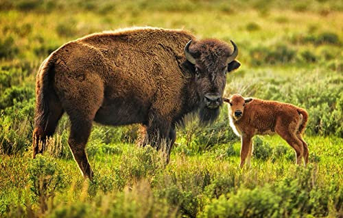 LHJOY Jigsaw Puzzle 1000 Teile Bison 75X50Cm