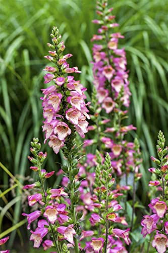 Digitalis purpurea ca. 9x9 cm Topf - Fingerhut, purpurrote Blüten, Blütezeit Juni-August, bienenfreundlich, ideal für naturnahe Gärten, pflegeleicht