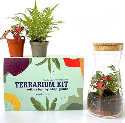 Kit terrario in Vetro Trasparente Fatto a Mano per Interni ed Esterni, centrotavola 19 cm, Kit con Felce e fittonia