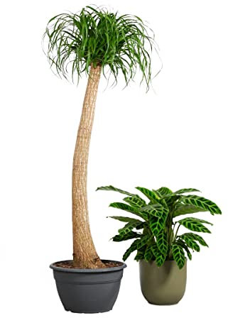 PLNTS - Beaucarnea Recurvata - Plante verte - Plante d'intérieur en 27 cm Pot - Hauteur 110 cm