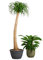 PLNTS - Beaucarnea Recurvata - Plante verte - Plante d'intérieur en 27 cm Pot - Hauteur 110 cm