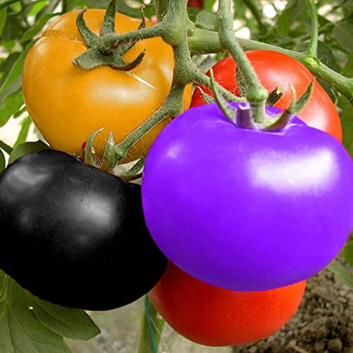 Saterkali Semillas de tomate raras, 100 piezas/bolsa Semillas Ensaladas de frutas tolerantes a la sequía Semillas de jardín frescas para jardín Semillas de tomate raras