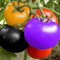 Saterkali Semillas de tomate raras, 100 piezas/bolsa Semillas Ensaladas de frutas tolerantes a la sequía Semillas de jardín frescas para jardín Semillas de tomate raras