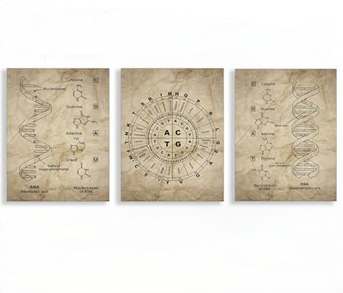 DNA und RNA Genetischer Code Wandkunst Leinwand Poster Vintage Kunst Malerei Drucke Genetik Biochemie Studenten Geschenk Wissenschaft Wanddekoration-30x40cmx3 Rahmenlos