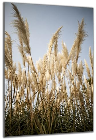 DARO Design - Wand-Bild auf 6mm HDF 70x50 cm Boho Style Pampasgras - Wand-Deko Bilder Geschenk